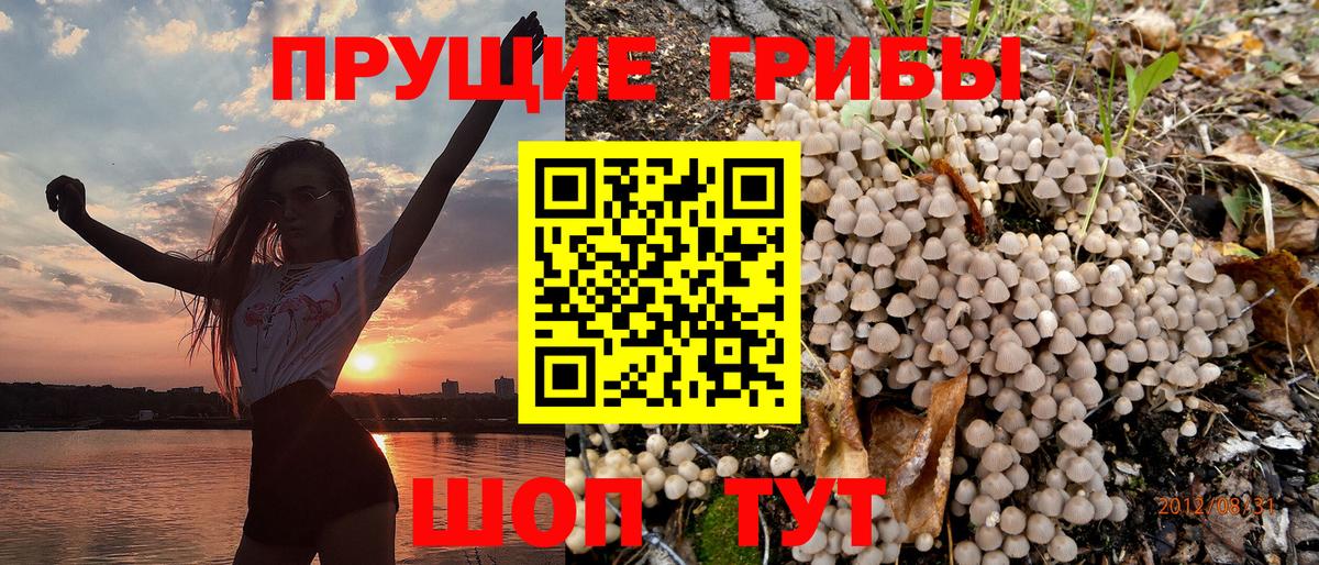 Черногорск  Галлюциногенные грибы Cubensis  Вход с VPN 